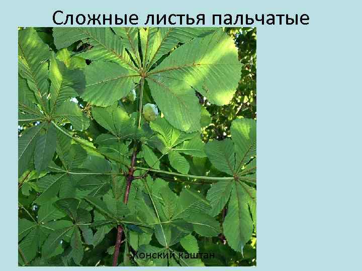 Сложные листья пальчатые Конский каштан 