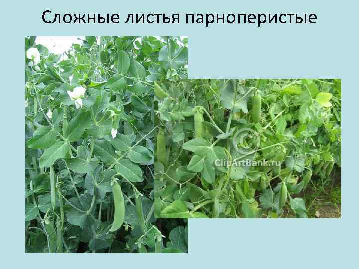 Сложные листья парноперистые 
