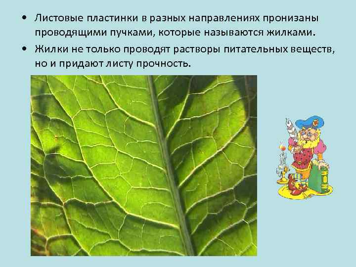  • Листовые пластинки в разных направлениях пронизаны проводящими пучками, которые называются жилками. •