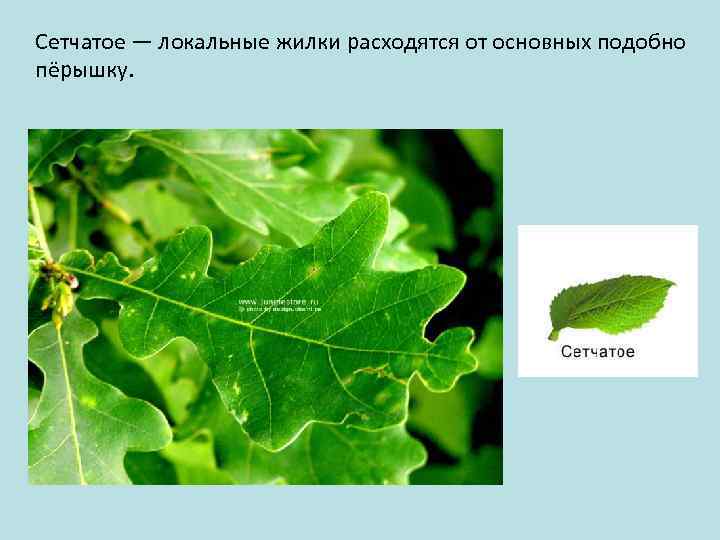 Сетчатое — локальные жилки расходятся от основных подобно пёрышку. 