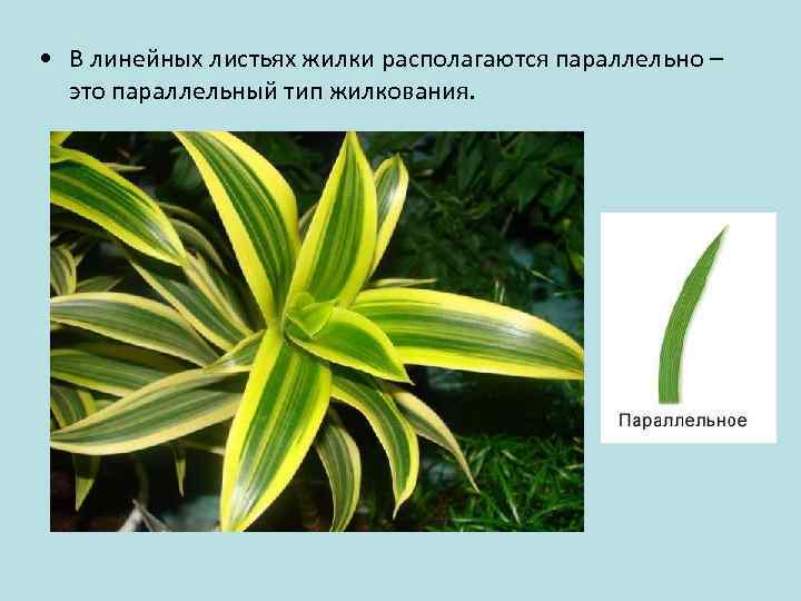  • В линейных листьях жилки располагаются параллельно – это параллельный тип жилкования. 