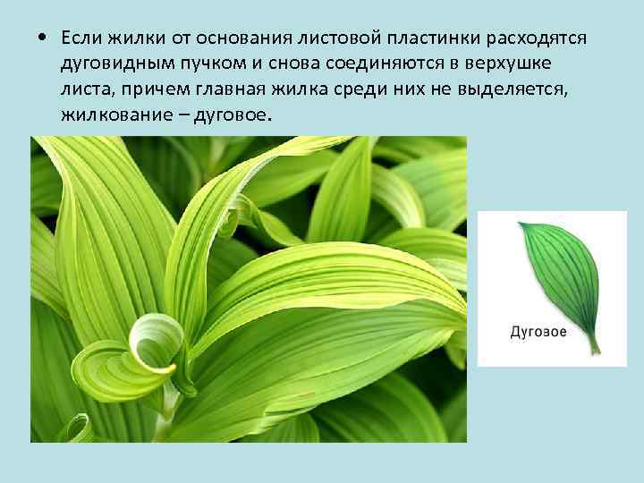  • Если жилки от основания листовой пластинки расходятся дуговидным пучком и снова соединяются