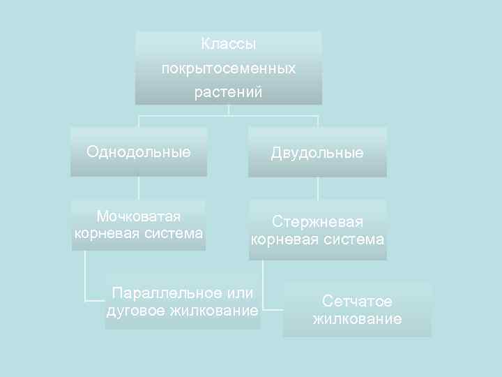 Классы покрытосеменных растений Однодольные Двудольные Мочковатая корневая система Стержневая корневая система Параллельное или дуговое