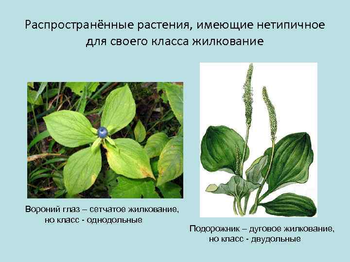 Распространённые растения, имеющие нетипичное для своего класса жилкование Вороний глаз – сетчатое жилкование, но