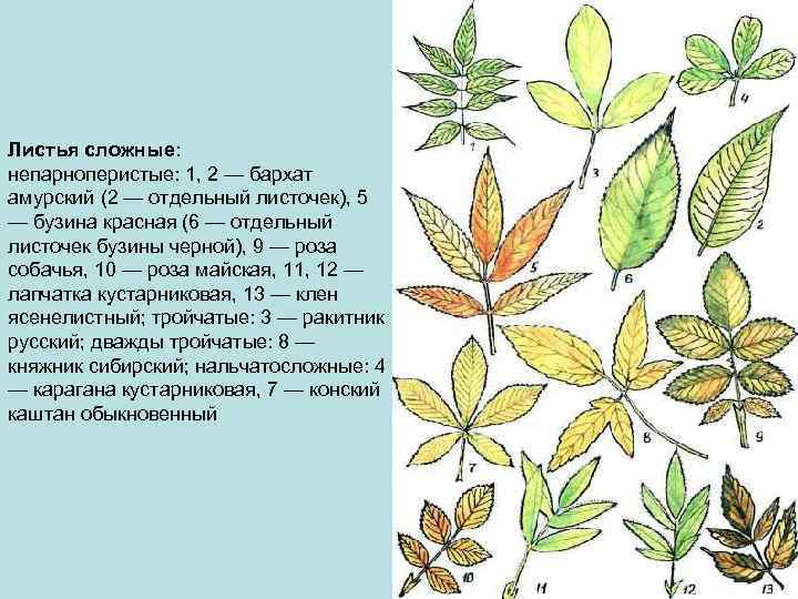 Для листа характерно. Непарноперистый сложный лист. Непарноперистые листья. Непарноперистые листья бузины. Непарные перисто сложный лист.