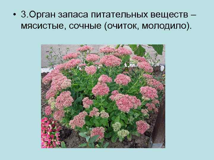  • 3. Орган запаса питательных веществ – мясистые, сочные (очиток, молодило). 
