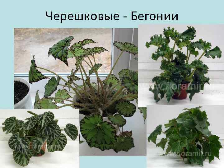 Черешковые - Бегонии 