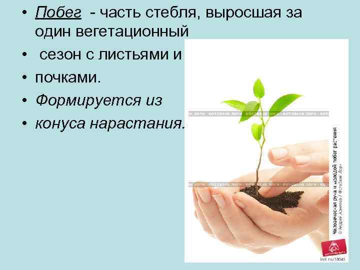  • Побег - часть стебля, выросшая за один вегетационный • сезон с листьями