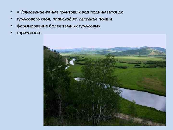  • • • Олуговение-кайма грунтовых вод поднимается до гумусового слоя, происходит оглеение почв