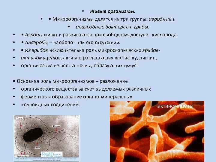 Три группы бактерий. Микроорганизмы делятся на. Микроорганизмы делятся на три типа. Микроорганизмы делятся на полезные патогенные и. Микроорганизмы делятся на 3 типа.