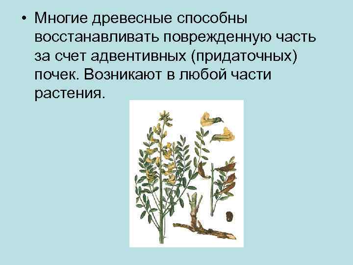  • Многие древесные способны восстанавливать поврежденную часть за счет адвентивных (придаточных) почек. Возникают