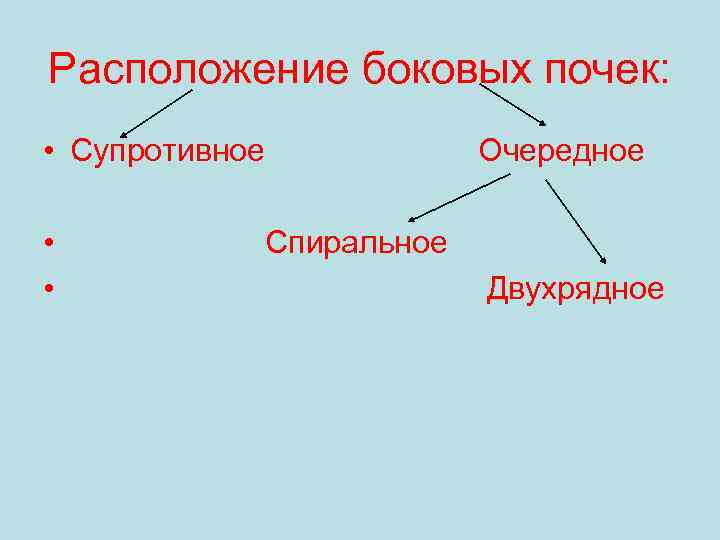 Расположение боковых почек: • Супротивное • • Очередное Спиральное Двухрядное 