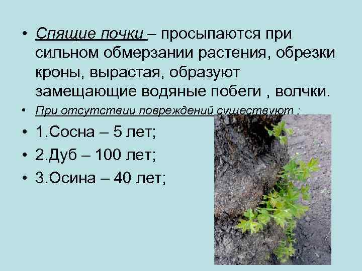  • Спящие почки – просыпаются при сильном обмерзании растения, обрезки кроны, вырастая, образуют