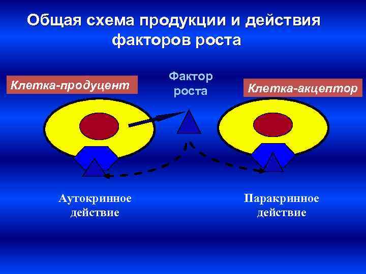 Общая схема продукции и действия факторов роста Клетка-продуцент Аутокринное действие Фактор роста Клетка-акцептор Паракринное