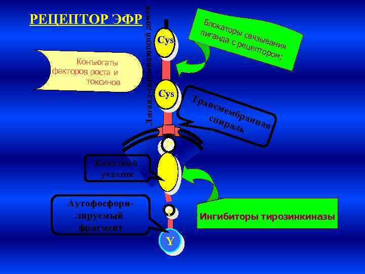 Лиганд-связывающий домен РЕЦЕПТОР ЭФР Конъюгаты факторов роста и токсинов Cys Блок а лига торы