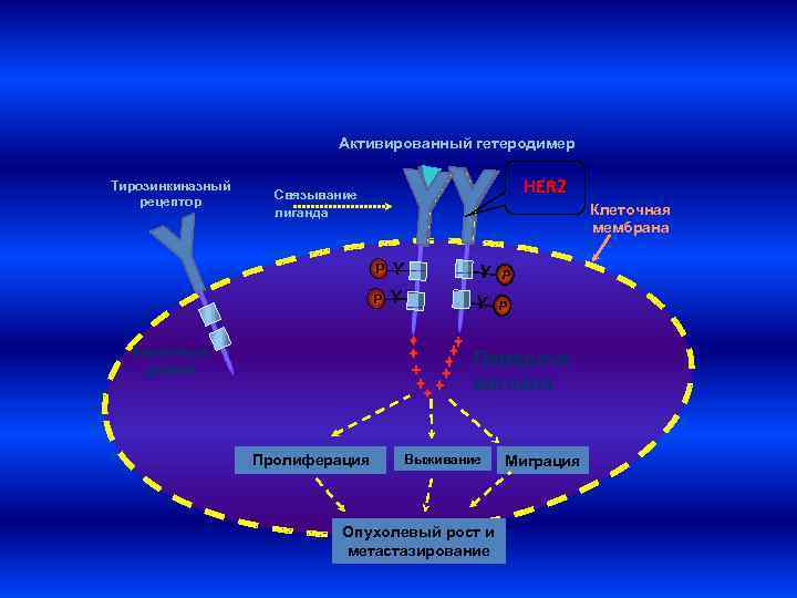 Активированный гетеродимер Тирозинкиназный рецептор HER 2 Связывание лиганда Клеточная мембрана P Y P P