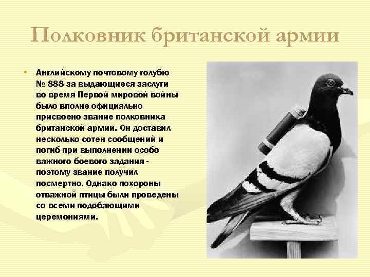 Полковник британской армии • Английскому почтовому голубю № 888 за выдающиеся заслуги во время