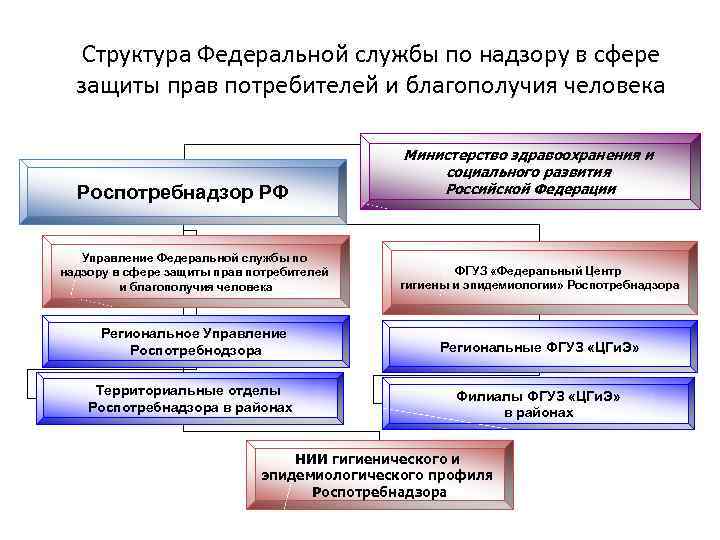 Функцией какого ведомства является защита рубля. Структурная организация учреждений системы Роспотребнадзора. Структура службы Роспотребнадзора. Структура Роспотребнадзора Федеральной службы субъекта РФ. Роспотребнадзор организационная структура.