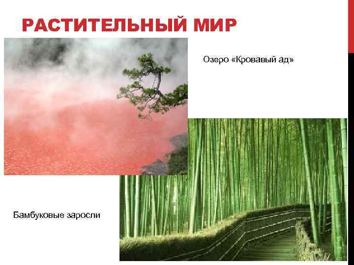 РАСТИТЕЛЬНЫЙ МИР Озеро «Кровавый ад» Бамбуковые заросли 