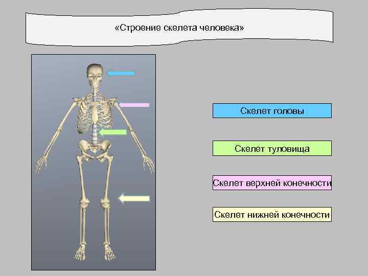  «Строение скелета человека» Скелет головы Скелет туловища Скелет верхней конечности Скелет нижней конечности