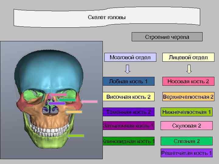 Скелет головы Строение черепа Мозговой отдел Лицевой отдел Лобная кость 1 Носовая кость 2