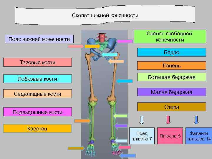 Скелет нижней конечности Пояс нижней конечности Скелет свободной конечности Бедро Тазовые кости Голень Лобковые