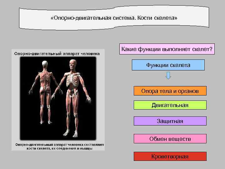  «Опорно-двигательная система. Кости скелета» Какие функции выполняет скелет? Функции скелета Опора тела и