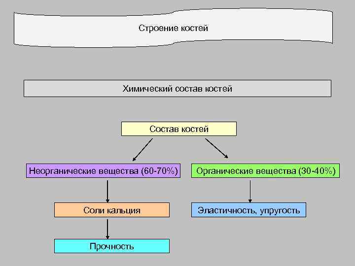 Строение костей Химический состав костей Состав костей Неорганические вещества (60 -70%) Соли кальция Прочность