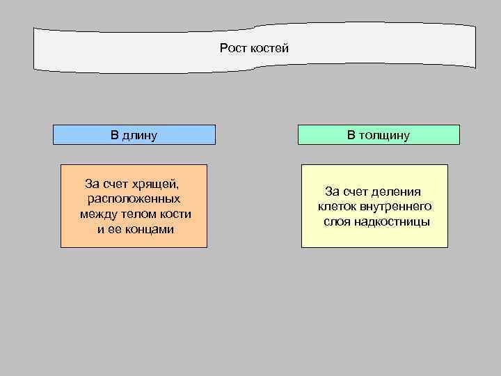 Рост костей В длину За счет хрящей, расположенных между телом кости и ее концами