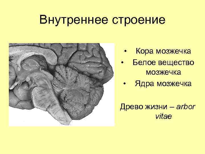 Внутреннее строение • Кора мозжечка • Белое вещество мозжечка • Ядра мозжечка Древо жизни