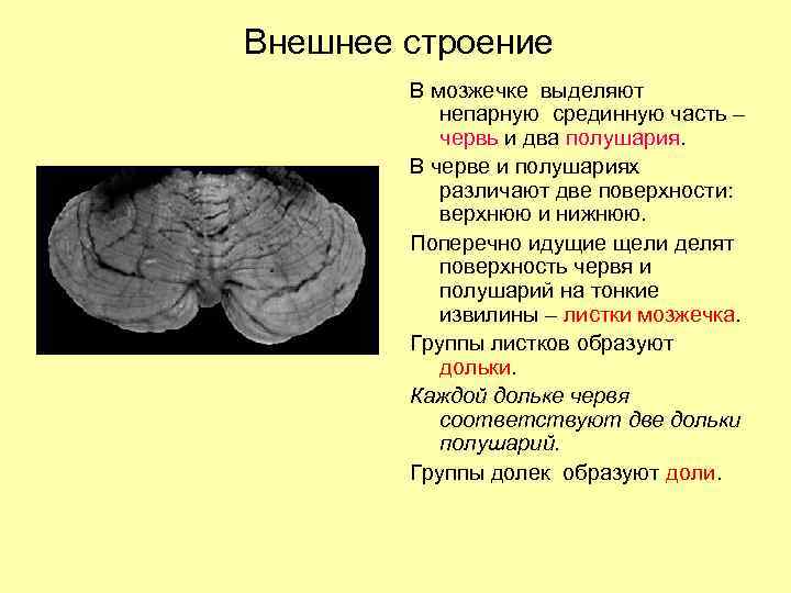 Внешнее строение В мозжечке выделяют непарную срединную часть – червь и два полушария. В