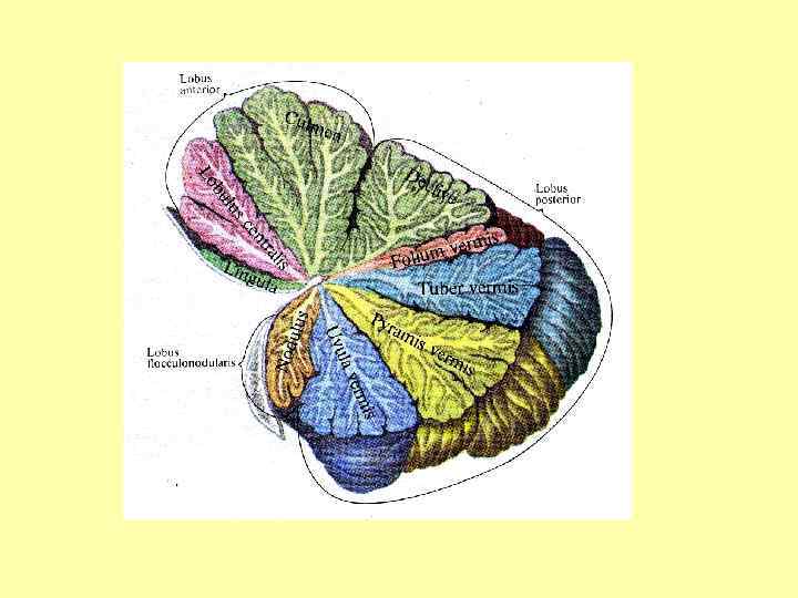 Мозжечок строение рисунок