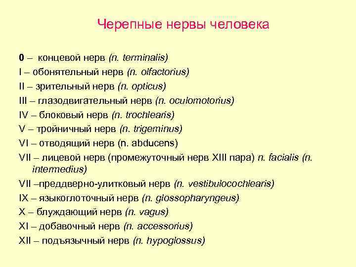 Черепные нервы человека 0 – концевой нерв (n. terminalis) I – обонятельный нерв (n.