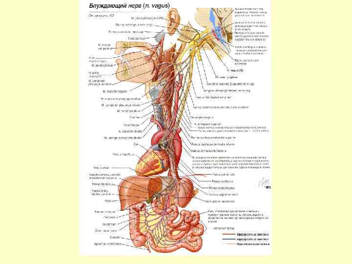 Блуждающий нерв в каком отделе мозга. Блуждающий нерв nervus Vagus. Ветви шейного отдела блуждающего нерва. Блуждающий нерв анатомия грудной отдел. Блуждающий нерв шейный отдел.