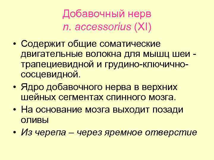 Добавочный нерв n. accessorius (XI) • Содержит общие соматические двигательные волокна для мышц шеи