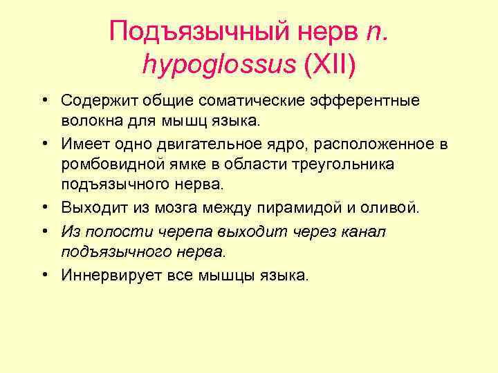 Подъязычный нерв n. hypoglossus (XII) • Содержит общие соматические эфферентные волокна для мышц языка.