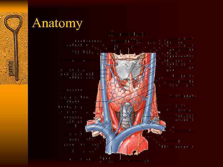 Anatomy 