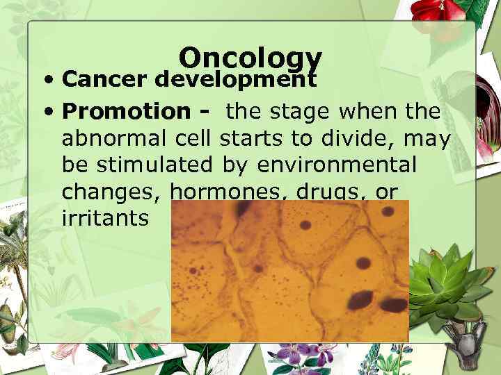 Oncology • Cancer development • Promotion - the stage when the abnormal cell starts