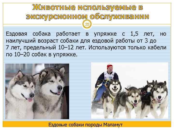 Животные используемые в экскурсионном обслуживании 33 Ездовая собака работает в упряжке с 1, 5