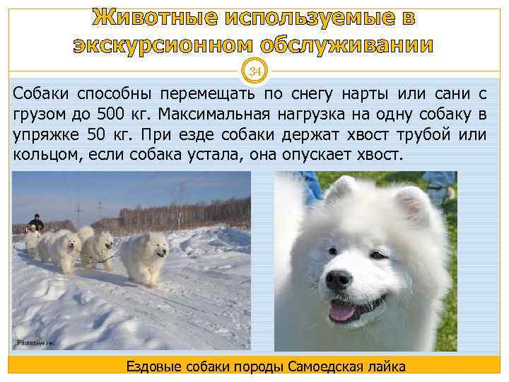 Животные используемые в экскурсионном обслуживании 34 Собаки способны перемещать по снегу нарты или сани