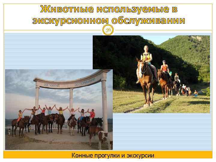 Животные используемые в экскурсионном обслуживании 36 Конные прогулки и экскурсии 