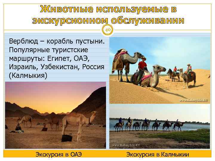 Животные используемые в экскурсионном обслуживании 40 Верблюд – корабль пустыни. Популярные туристские маршруты: Египет,