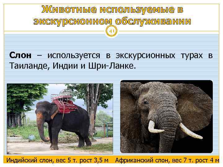 Животные используемые в экскурсионном обслуживании 41 Слон – используется в экскурсионных турах в Таиланде,