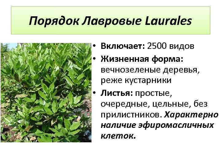 Порядок Лавровые Laurales • Включает: 2500 видов • Жизненная форма: вечнозеленые деревья, реже кустарники