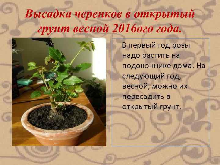 Высадка черенков в открытый грунт весной 2016 ого года. В первый год розы надо