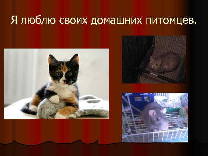 Я люблю своих домашних питомцев. 