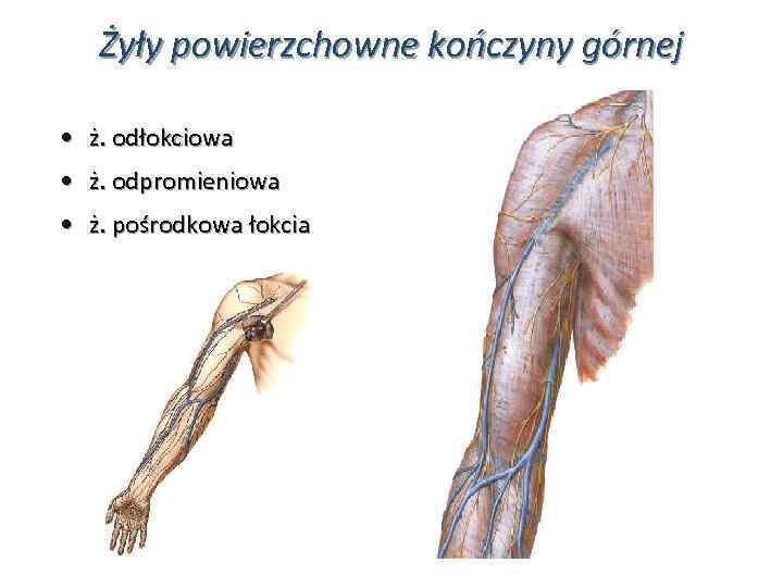 Żyły powierzchowne kończyny górnej • ż. odłokciowa • ż. odpromieniowa • ż. pośrodkowa łokcia