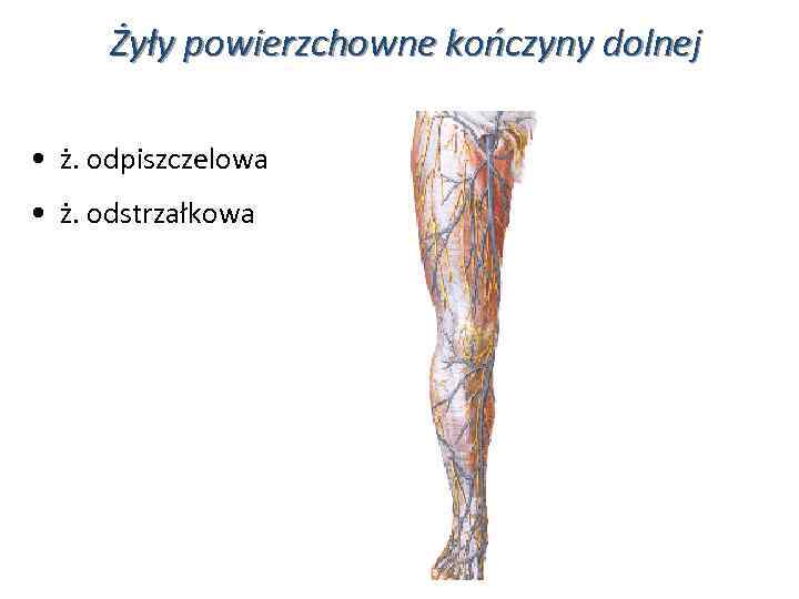 Żyły powierzchowne kończyny dolnej • ż. odpiszczelowa • ż. odstrzałkowa 
