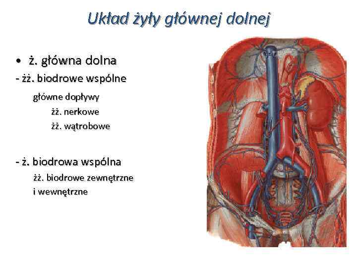 Układ żyły głównej dolnej • ż. główna dolna - żż. biodrowe wspólne główne dopływy
