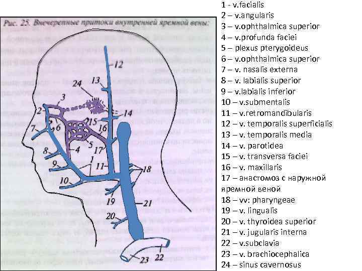 1 - v. facialis 2 – v. angularis 3 – v. ophthalmica superior 4